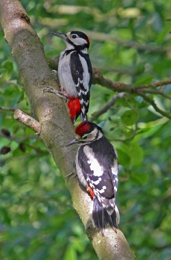 2014 GSW adultjuv MapleLodge PaulLewis