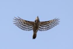 Lesser Spotted Woodpecker