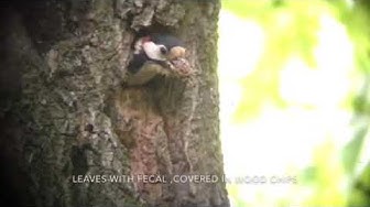 GSW nest1 Ricky2019