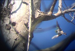 MarshTit takeover 5Apr19 Ricky w
