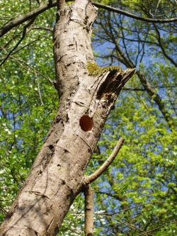 MarshTit nest opened by GSW RBroughton