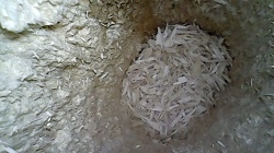 Nest unused Surrey 2021