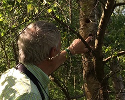 Predated LSW nest