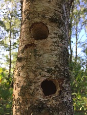 Predated LSW nest web