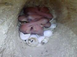 Wyre 20250502 nest2