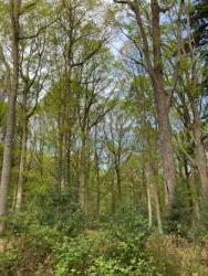 Wyre woodland