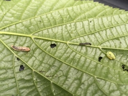 caterpillars Ricky 8May